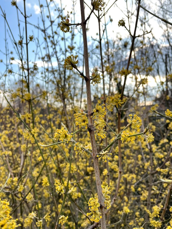 La remontrerie. Arbre cornouiller à fleurs jaunes, à Colombes.
